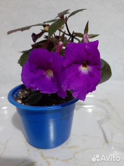 Ахименесы цветущие