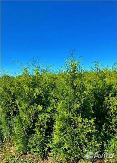 Туя Брабант ком/Доставка