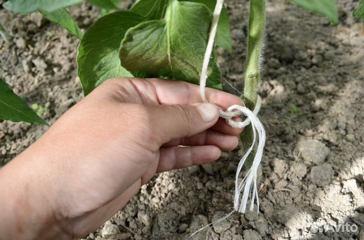 Шпагат для подвязки растений