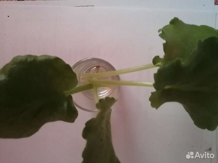 Листики фиалок