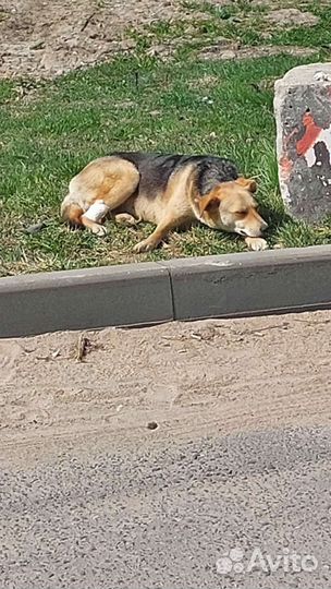 Собака Найда в добрые руки