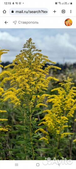 Золотарник (Pолотая розга, Солидаго )
