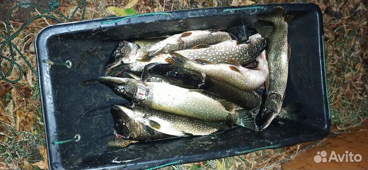 Свежая рыба