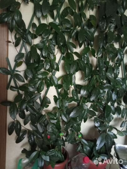 Хойя карноза