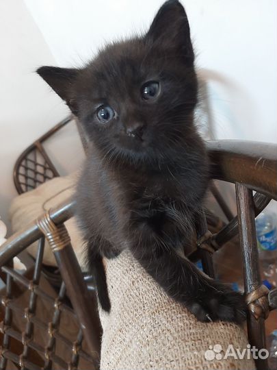 Котята бесплатно