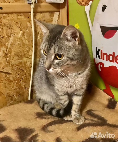 Кошечка Аделина ищет свой дом