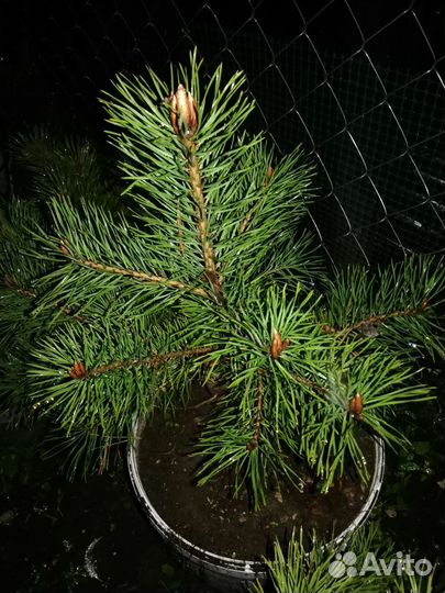 Горная сосна