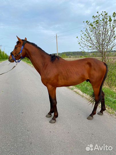 Лошадь тракененский жеребец