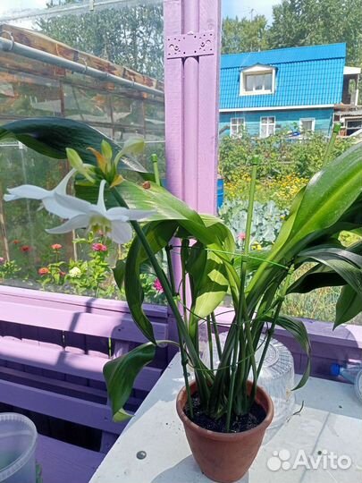 Эухарис амазонская лилия