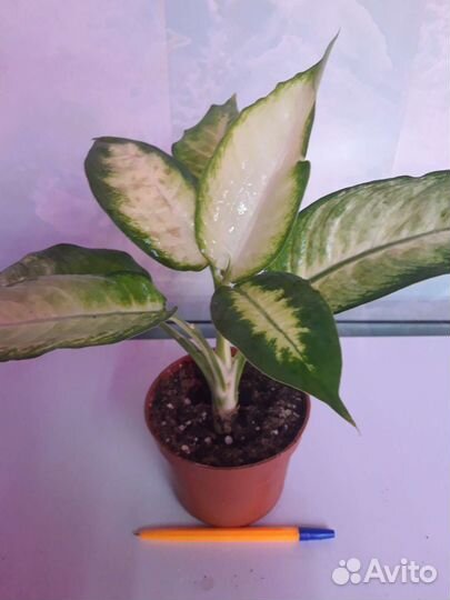 Диффенбахия