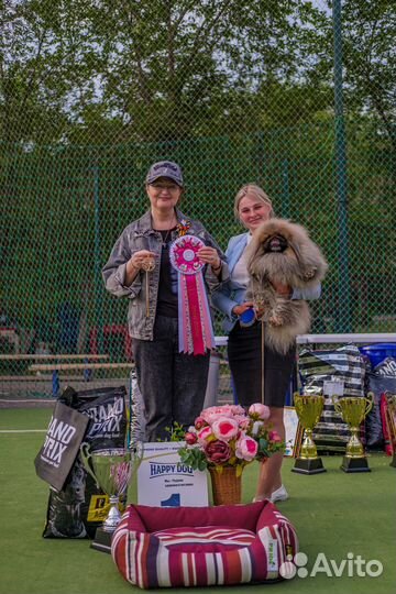 Кинолог-Хендлер