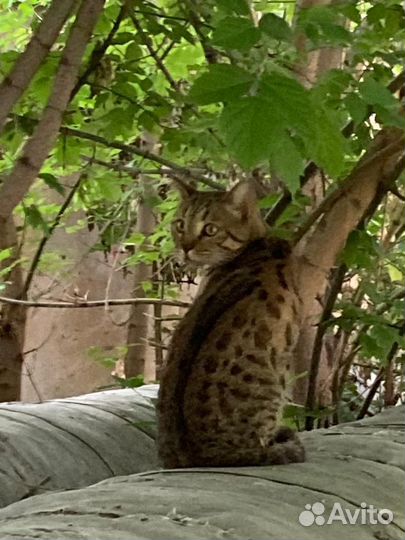 Кот бенгальской окраски