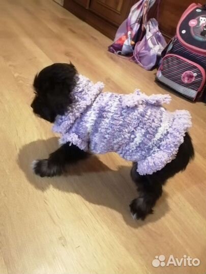Одежда для собак