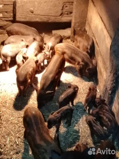 Поросенок кармалы, кб, мангалица