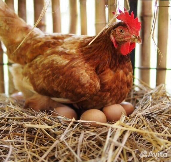 Куры несушки продам