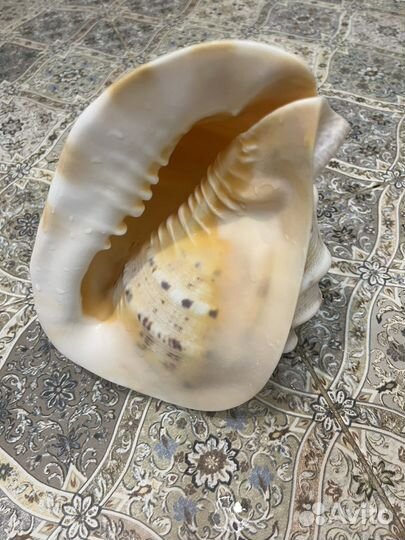 Морские ракушки раковины