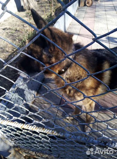 Немецкая овчарка кобель