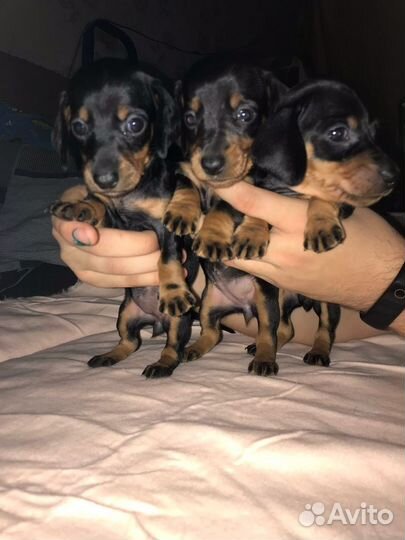 Стандартные девочки таксы