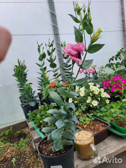 Рассада Эустома с бутонами, лобелия