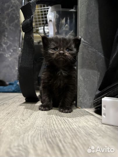 Котята мейкун