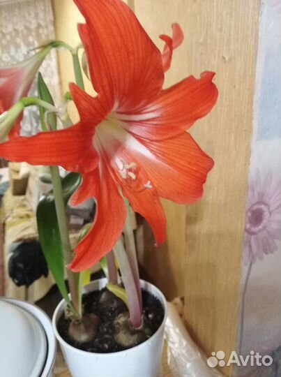 Гиппеаструм