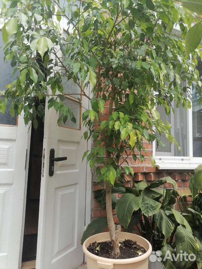 Лимонное дерево с плодами