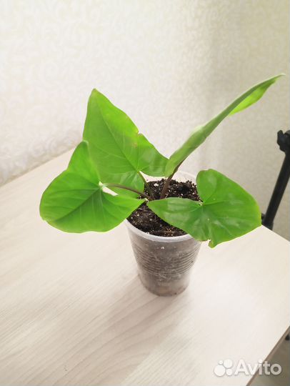 Комнатные растения цветы