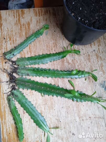 Хавортия извилистая, др комнатные растения