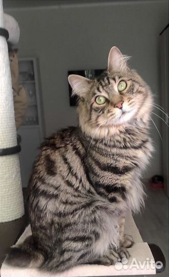 Молодой котик Курильский бобтейл