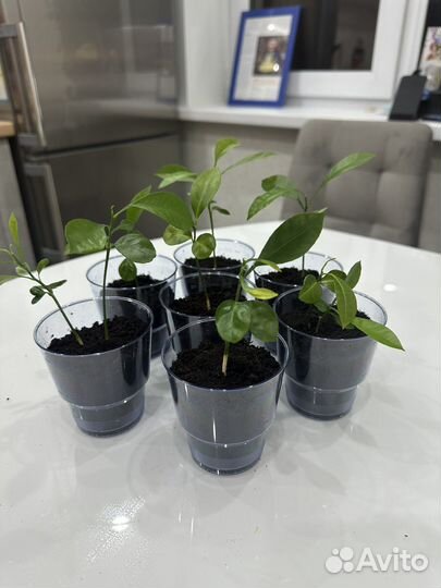 Саженцы каламондина