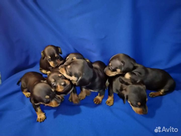 Щенки таксы