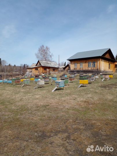 Продам пчелосемьи с ульями