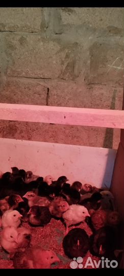 Цыплята в наличии бройлеры кобб 500