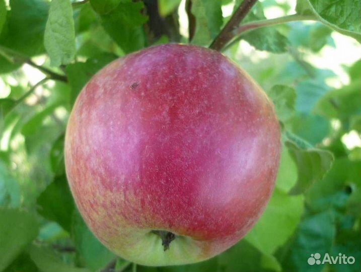 Саженцы яблони Подарок Графскому