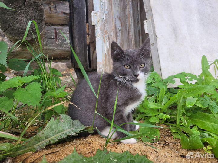 Котенок 1,5-2 месяца