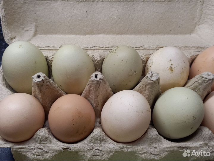 Домашние куриные яйца