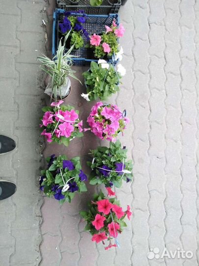 Петуния