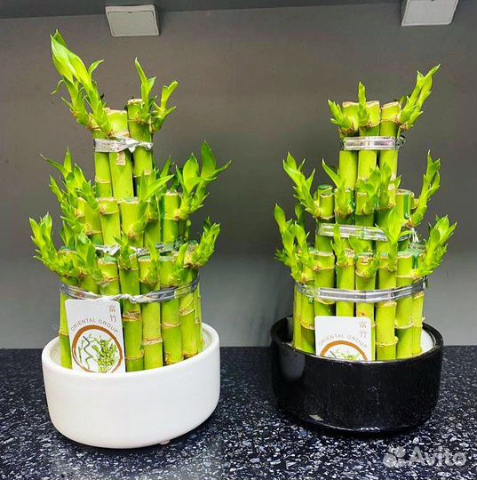 Бамбук Драцена Сандера Лаки в кашпо