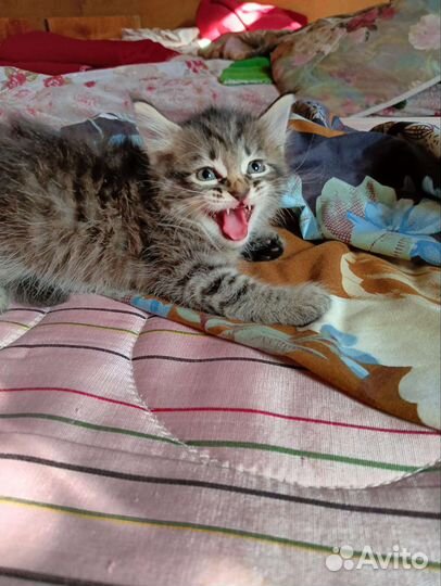 Котенок мальчик