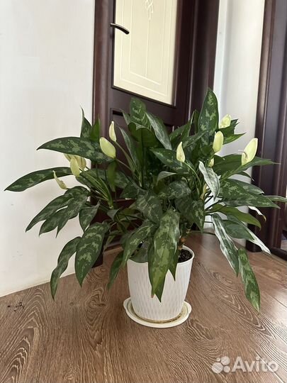 Комнатные цветы