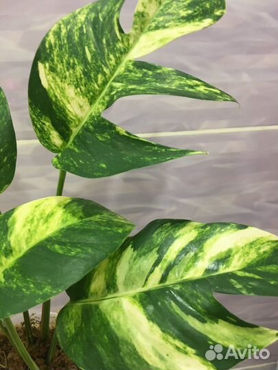 Домашние растения