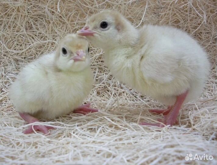 Суточный и подрощенный бройлер и индюк. Импорт