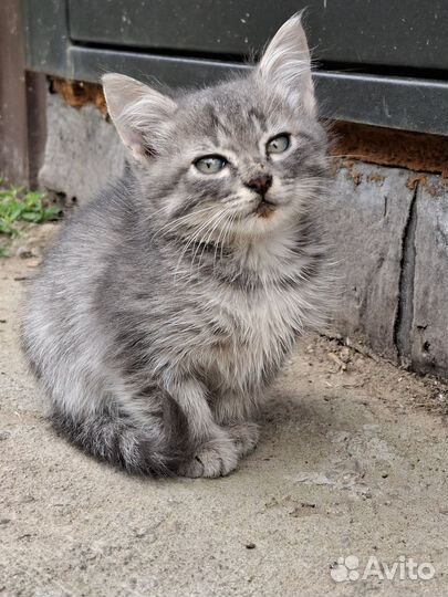 Котята в добрые руки бесплатно