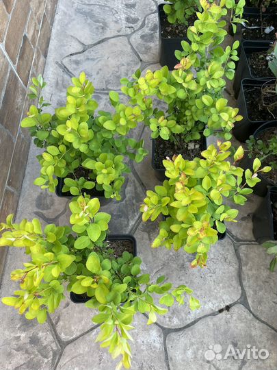 Барбарис Лимончелло