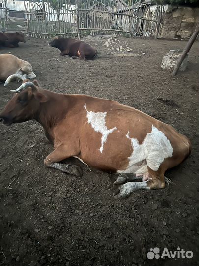 Коровы, бычки