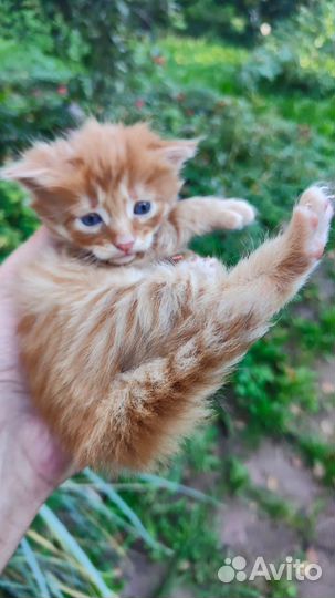 Котятки в добрые руки