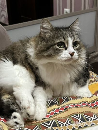 Передержка животных