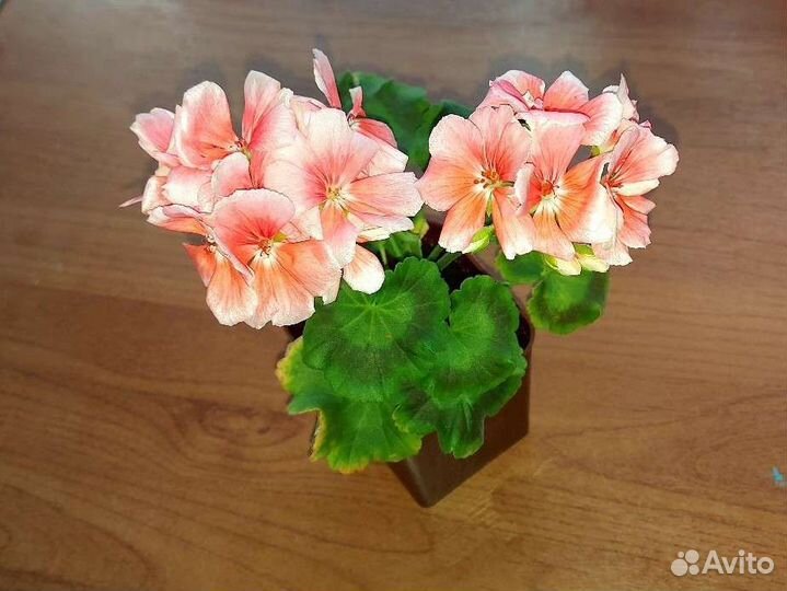 Пеларгония герань сортовая