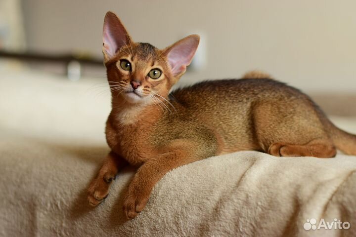 Абиссинские котята с документами