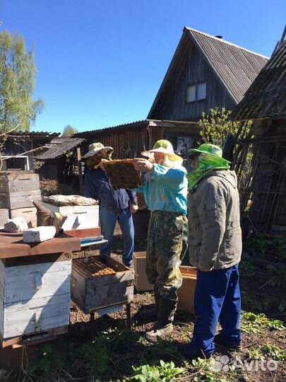 Пчелопакеты